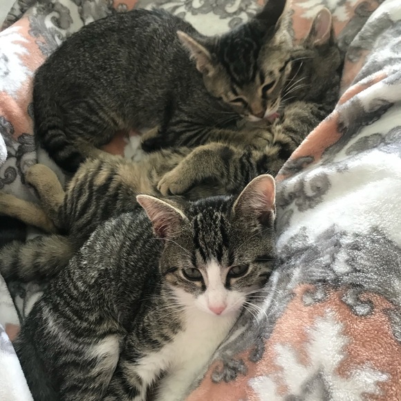 Meet your Posher, Chloe - Picture 4 of 15